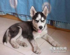 哈士奇急性胃炎怎么辦？