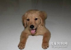 六項行為測試幼犬性格