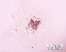 狗狗為什么喜歡啃墻？