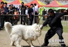 訓練藏獒的四種常用方法