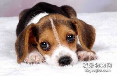 哪些人養狗會對狗狗有傷害？