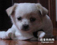 怎樣從細節觀察狗狗的健康狀況？