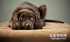 怎樣消除狗狗的恐懼心理？