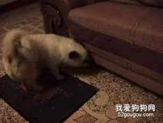 怎樣讓狗狗學會搜索？