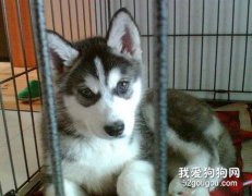 怎樣讓狗狗安靜呆在籠子里？