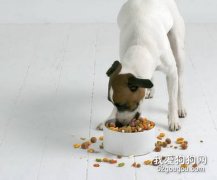 怎樣讓狗狗保持營養均衡？