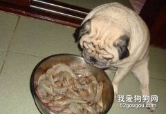 狗能不能吃海鮮
