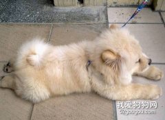 狗狗長期吃肝有什么危害？