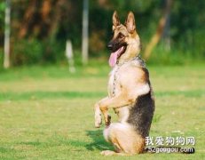 訓狗中的注意事項