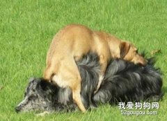 如何照顧發情期的狗狗？