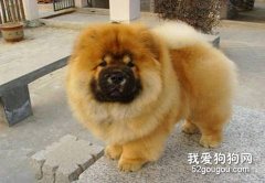 訓練松獅犬學會簡單的動作