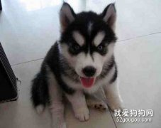 怎么喂養哈士奇幼犬？