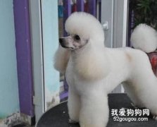 給貴賓犬美容的用具