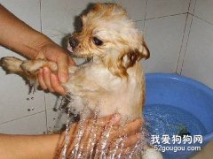 怎么讓狗狗的毛發更健康？