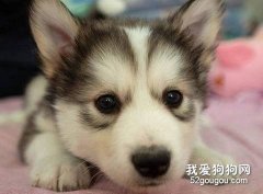 哈士奇健康成長的秘訣
