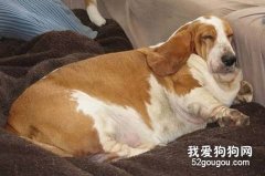 寵物肥胖了怎么辦？