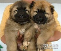 選購高加索犬的技巧