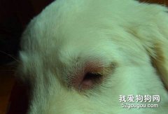 如何防止狗狗藥物過敏？