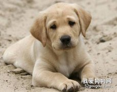 狗狗口腔疾病引發的病癥