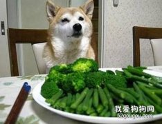 怎樣合理的給狗狗吃蔬菜？
