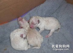 怎樣護理剛剛出生的小狗？