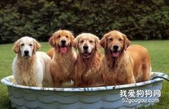 夏季給狗狗驅蟲的注意事項