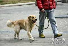 遛狗的學問