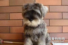 引起雪納瑞皮膚病的原因