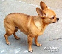 狗狗為什么要夾尾巴？