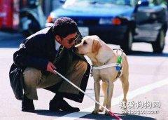 怎么和狗狗溝通交流？