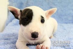 怎么喂養牛頭梗幼犬？