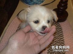 犬瘟熱如何傳播的？