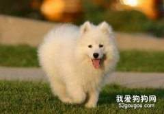 帶狗狗外出游玩的注意什么？