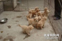 飼養金毛尋回幼犬注意事項
