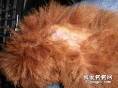 減少寵物掉毛的好方法