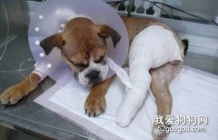 寵物骨折了怎么辦？