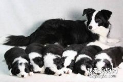 幼犬的喂養