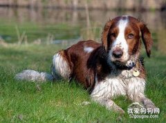 如何喂養英國史賓格犬