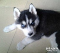 哈士奇感冒的癥狀有哪些