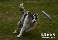 運動對狗狗的益處！
