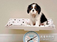 如何預防狗狗發福？