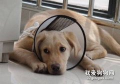 如何糾正狗狗的壞習慣？