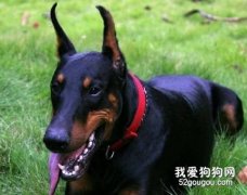 狗狗攻擊人的原因