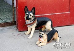 如何讓狗狗看護東西？