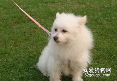 狗狗一出門就亂跑怎么辦？
