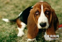 如何預防狗狗消化不良？