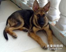在室外飼養狗狗注意事項