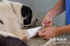 狗狗皮膚受傷怎么辦？
