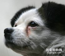 消除狗狗淚痕的方法