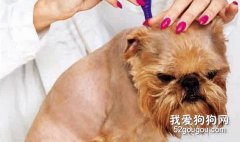 如何讓狗狗遠離寄生蟲？